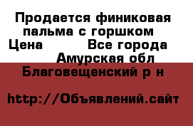 Продается финиковая пальма с горшком › Цена ­ 600 - Все города  »    . Амурская обл.,Благовещенский р-н